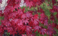 Moonfire Japanese Maple - 5 Gallon Pot 11 Moonfire Japanese Maple - 5 Gallon Pot -Wilson Bros Gardens acer palmatum moonfire japanese maple 3