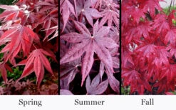 Moonfire Japanese Maple - 5 Gallon Pot 9 Moonfire Japanese Maple - 5 Gallon Pot -Wilson Bros Gardens acer palmatum moonfire japanese maple 4