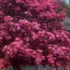 Moonfire Japanese Maple - 5 Gallon Pot