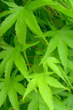 Pine Bark Japanese Maple (Acer Palmatum 'Nishiki Gawa) - 3 Gallon Pot -Wilson Bros Gardens acer palmatum nishiki gawa pine bark japanese maple 4