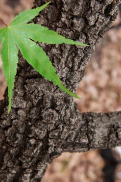 Pine Bark Japanese Maple (Acer Palmatum 'Nishiki Gawa) - 3 Gallon Pot