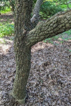 Pine Bark Japanese Maple (Acer Palmatum 'Nishiki Gawa') - 1 Gallon Pot 12 Pine Bark Japanese Maple (Acer Palmatum 'Nishiki Gawa') - 1 Gallon Pot -Wilson Bros Gardens acer palmatum nishiki gawa pine bark japanese maple 8 1
