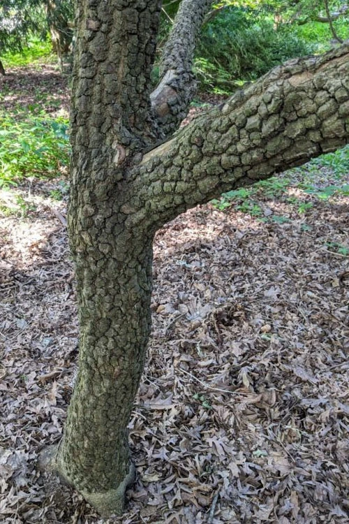 Pine Bark Japanese Maple (Acer Palmatum 'Nishiki Gawa') - 1 Gallon Pot 5 Pine Bark Japanese Maple (Acer Palmatum 'Nishiki Gawa') - 1 Gallon Pot - Image 5