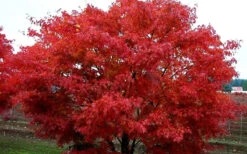 Pine Bark Japanese Maple (Acer Palmatum 'Nishiki Gawa') - 1 Gallon Pot 14 Pine Bark Japanese Maple (Acer Palmatum 'Nishiki Gawa') - 1 Gallon Pot -Wilson Bros Gardens acer palmatum nishiki gawa pine bark japanese maple 9 1