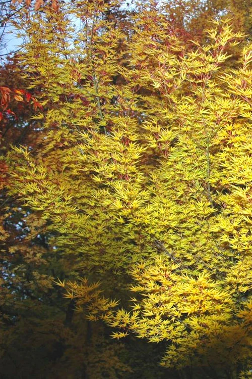 Okushimo Japanese Maple - 7 Gallon Pot (6-7') 7 Okushimo Japanese Maple - 7 Gallon Pot (6-7') - Image 7