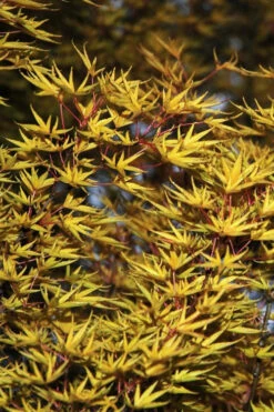 Okushimo Japanese Maple - 7 Gallon Pot (6-7') 17 Okushimo Japanese Maple - 7 Gallon Pot (6-7') -Wilson Bros Gardens acer palmatum okushimo japanese maple 11