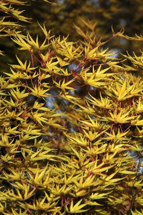 Okushimo Japanese Maple - 7 Gallon Pot (6-7') 6 Okushimo Japanese Maple - 7 Gallon Pot (6-7') - Image 6