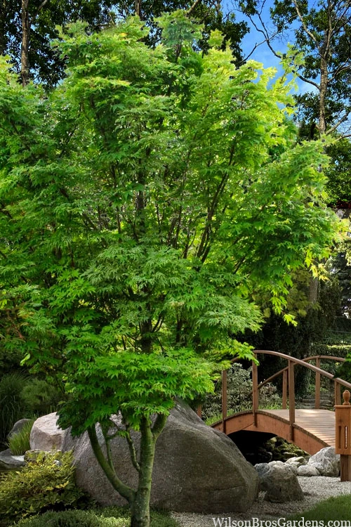 Okushimo Japanese Maple - 7 Gallon Pot (6-7') 4 Okushimo Japanese Maple - 7 Gallon Pot (6-7') - Image 4