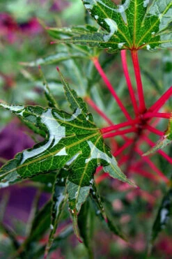 Okushimo Japanese Maple - 7 Gallon Pot (6-7') 23 Okushimo Japanese Maple - 7 Gallon Pot (6-7') -Wilson Bros Gardens acer palmatum okushimo japanese maple 2