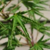Okushimo Japanese Maple - 7 Gallon Pot (6-7')