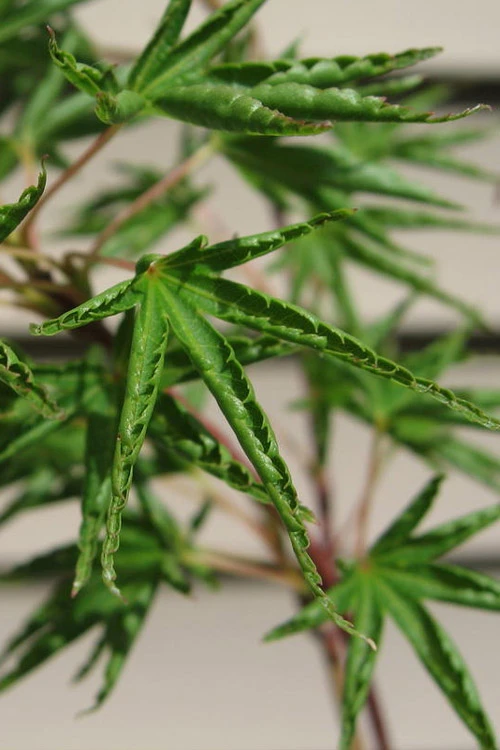 Okushimo Japanese Maple - 7 Gallon Pot (6-7') 1 Okushimo Japanese Maple - 7 Gallon Pot (6-7')