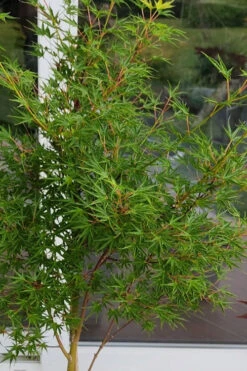 Okushimo Japanese Maple - 7 Gallon Pot (6-7') 22 Okushimo Japanese Maple - 7 Gallon Pot (6-7') -Wilson Bros Gardens acer palmatum okushimo japanese maple 4