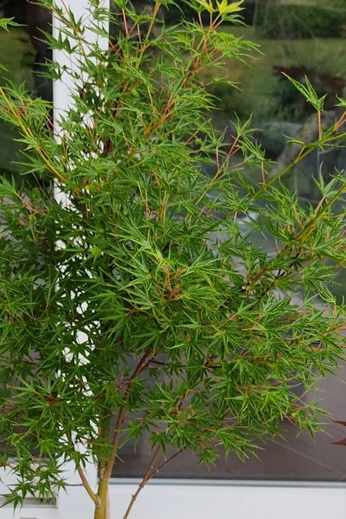Okushimo Japanese Maple - 7 Gallon Pot (6-7') 11 Okushimo Japanese Maple - 7 Gallon Pot (6-7') - Image 11