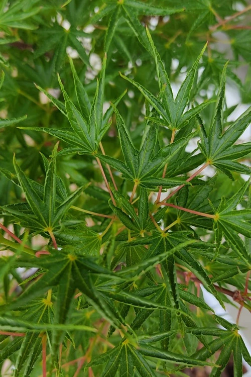 Okushimo Japanese Maple - 7 Gallon Pot (6-7') 9 Okushimo Japanese Maple - 7 Gallon Pot (6-7') - Image 9
