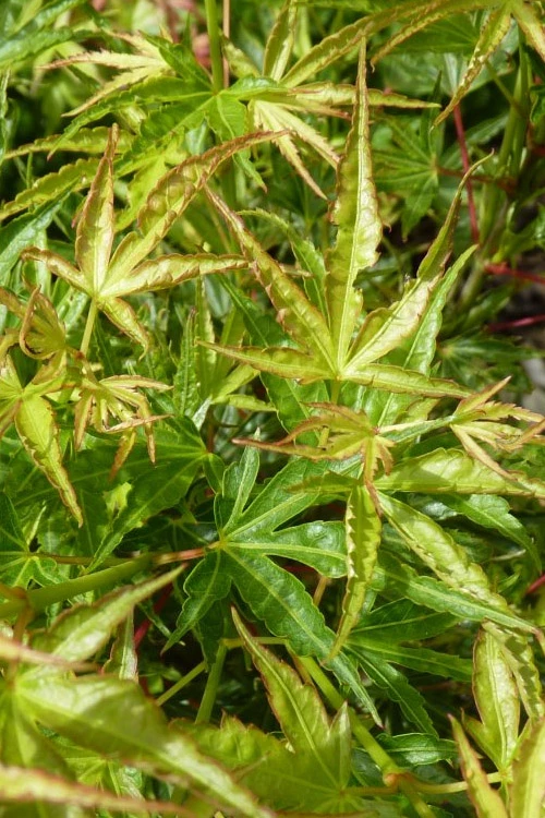 Okushimo Japanese Maple - 7 Gallon Pot (6-7') 8 Okushimo Japanese Maple - 7 Gallon Pot (6-7') - Image 8
