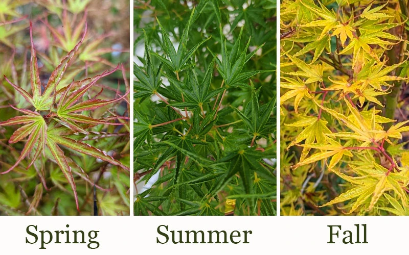 Okushimo Japanese Maple - 7 Gallon Pot (6-7') 5 Okushimo Japanese Maple - 7 Gallon Pot (6-7') - Image 5