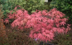 Olsen's Frosted Strawberry Japanese Maple - 1 Gallon Pot -Wilson Bros Gardens acer palmatum olsens frosted strawberry japanese maple 10