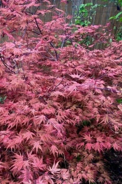 Olsen's Frosted Strawberry Japanese Maple - 1 Gallon Pot -Wilson Bros Gardens acer palmatum olsens frosted strawberry japanese maple 11