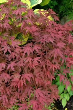Olsen's Frosted Strawberry Japanese Maple - 3 Gallon Pot (24-30") -Wilson Bros Gardens acer palmatum olsens frosted strawberry japanese maple 13 1