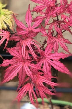 Olsen's Frosted Strawberry Japanese Maple - 1 Gallon Pot -Wilson Bros Gardens acer palmatum olsens frosted strawberry japanese maple 17