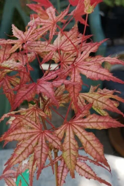 Olsen's Frosted Strawberry Japanese Maple - 1 Gallon Pot -Wilson Bros Gardens acer palmatum olsens frosted strawberry japanese maple 18