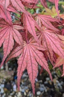 Olsen's Frosted Strawberry Japanese Maple - 1 Gallon Pot -Wilson Bros Gardens acer palmatum olsens frosted strawberry japanese maple 19
