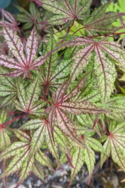Olsen's Frosted Strawberry Japanese Maple - 3 Gallon Pot (24-30") -Wilson Bros Gardens acer palmatum olsens frosted strawberry japanese maple 20 1