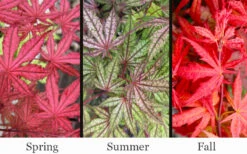 Olsen's Frosted Strawberry Japanese Maple - 1 Gallon Pot -Wilson Bros Gardens acer palmatum olsens frosted strawberry japanese maple 23