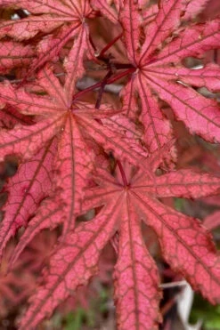 Olsen's Frosted Strawberry Japanese Maple - 3 Gallon Pot (24-30") -Wilson Bros Gardens acer palmatum olsens frosted strawberry japanese maple 4 1