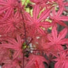 Olsen's Frosted Strawberry Japanese Maple - 3 Gallon Pot (24-30")
