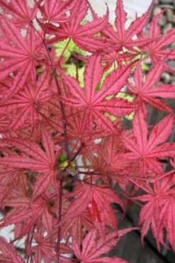 Olsen's Frosted Strawberry Japanese Maple - 3 Gallon Pot (24-30")