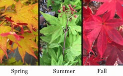 Omato Japanese Maple - 1 Gallon Pot -Wilson Bros Gardens acer palmatum omato japanese maple 10 1