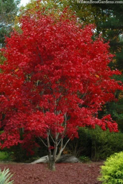 Omato Japanese Maple - 2 Gallon Pot 13 Omato Japanese Maple - 2 Gallon Pot -Wilson Bros Gardens acer palmatum omato japanese maple 5