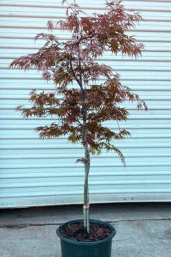 'Orangeola' Weeping Japanese Maple - Spiral Trunk - 3 Gallon Pot -Wilson Bros Gardens acer palmatum orangeola spiral form japanese maple 2