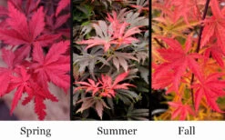 Orion Dwarf Red Japanese Maple - 5 Gallon Pot -Wilson Bros Gardens acer palmatum orion japanese maple 10