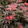 Orion Dwarf Red Japanese Maple - 5 Gallon Pot