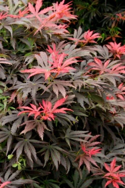 Orion Dwarf Red Japanese Maple - 5 Gallon Pot