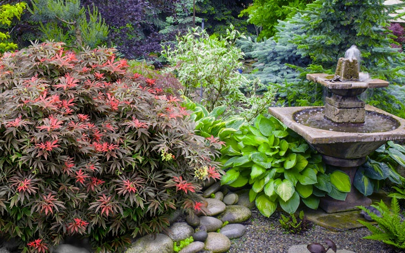 Orion Dwarf Red Japanese Maple - 1 Gallon Pot 6 Orion Dwarf Red Japanese Maple - 1 Gallon Pot - Image 6