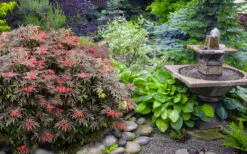 Orion Dwarf Red Japanese Maple - 5 Gallon Pot -Wilson Bros Gardens acer palmatum orion japanese maple 6