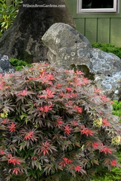 Orion Dwarf Red Japanese Maple - 5 Gallon Pot -Wilson Bros Gardens acer palmatum orion japanese maple 7