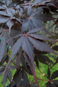 Peve Stanley Japanese Maple - 3 Gallon Pot -Wilson Bros Gardens acer palmatum peve stanley japanese maple 1