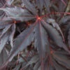 Peve Stanley Japanese Maple - 3 Gallon Pot