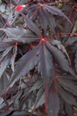 Peve Stanley Japanese Maple - 3 Gallon Pot