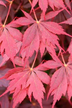 Peve Stanley Japanese Maple - 3 Gallon Pot -Wilson Bros Gardens acer palmatum peve stanley japanese maple 3