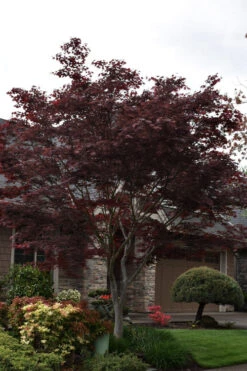 Peve Stanley Japanese Maple - 3 Gallon Pot -Wilson Bros Gardens acer palmatum peve stanley japanese maple 5