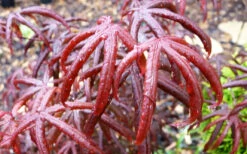 Peve's Starfish Japanese Maple - 3 Gallon Pot (4-5') 20 Peve's Starfish Japanese Maple - 3 Gallon Pot (4-5') -Wilson Bros Gardens acer palmatum peves starfish japanese maple 10 2