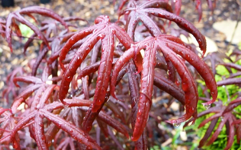 Peve's Starfish Japanese Maple - 3 Gallon Pot (2.5') 10 Peve's Starfish Japanese Maple - 3 Gallon Pot (2.5') - Image 10