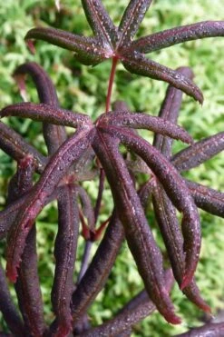 Peve's Starfish Japanese Maple - 3 Gallon Pot