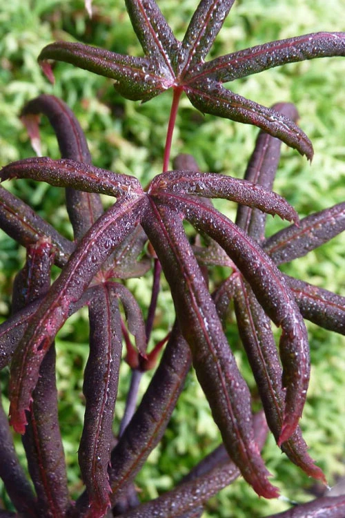 Peve's Starfish Japanese Maple - 3 Gallon Pot (2.5') 1 Peve's Starfish Japanese Maple - 3 Gallon Pot (2.5')