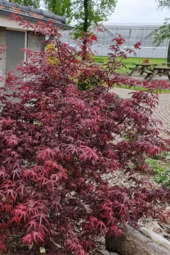 Peve's Starfish Japanese Maple - 5 Gallon Pot (4.5-5.5') -Wilson Bros Gardens acer palmatum peves starfish japanese maple 12 3